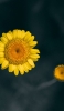 📱2つの黄色い花 Xperia 8 Lite 壁紙・待ち受け