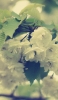 📱下を向いて咲く白い花 Xperia 8 Lite 壁紙・待ち受け