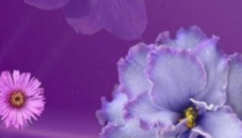 📱紫・ピンクの花 ZenFone 7 Pro 壁紙・待ち受け