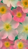 📱水に浮いたピンク・黄色の花 ZenFone 7 Pro 壁紙・待ち受け
