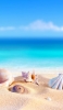 📱浜辺にある綺麗な貝殻と夏の海 iPhone 13 mini 壁紙・待ち受け