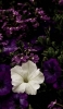 📱白と紫の花 Xperia 5 II 壁紙・待ち受け
