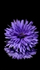 📱鏡面する紫の花 AQUOS sense5G 壁紙・待ち受け