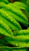 📱水滴のついた綺麗な緑の葉 Xperia 8 Lite 壁紙・待ち受け