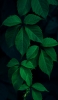 📱綺麗な緑の葉 Mi 11 Lite 5G 壁紙・待ち受け
