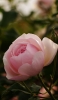 📱薄いピンクの花 Xperia 8 Lite 壁紙・待ち受け