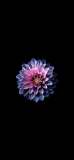 📱青とピンクの花びらの多い花 iPhone 12 mini 壁紙・待ち受け