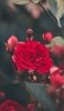 📱綺麗な赤い花 Xperia 5 II 壁紙・待ち受け