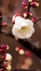 📱白い梅の花 蕾 Xperia 8 Lite 壁紙・待ち受け