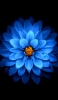 📱綺麗な青い花 正面 AQUOS R2 compact 壁紙・待ち受け