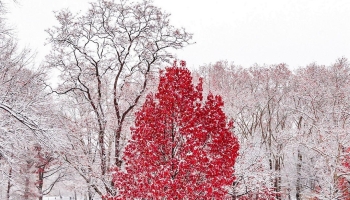 📱雪 赤い木 風景 Galaxy S21 5G 壁紙・待ち受け