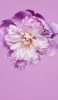 📱紫と白の花 Xperia 5 壁紙・待ち受け