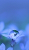📱綺麗な紫の花と水滴 Xperia 8 Lite 壁紙・待ち受け
