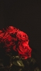 📱暗がりの中の赤い薔薇 Xperia 8 Lite 壁紙・待ち受け