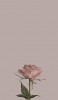 📱淡いピンクの薔薇 ビンテージ iPhone 13 mini 壁紙・待ち受け