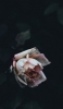 📱しおれた白とピンクの薔薇 Xperia 8 Lite 壁紙・待ち受け