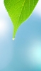 📱緑の葉から滴り落ちる雫 ZenFone Max Pro (M2) 壁紙・待ち受け