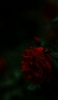 📱綺麗な赤い花・薔薇 Xperia 5 壁紙・待ち受け