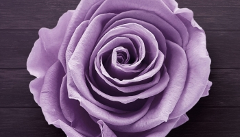 📱木の床の上の淡い紫の薔薇 AQUOS sense5G 壁紙・待ち受け