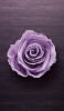 📱木の床の上の淡い紫の薔薇 ZenFone Max Pro (M2) 壁紙・待ち受け