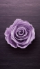 📱木の床の上の淡い紫の薔薇 Rakuten Hand 5G 壁紙・待ち受け