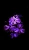 📱綺麗な紫のグラデーションの花 iPhone 12 Pro 壁紙・待ち受け