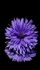 📱花びらの多い紫の花 Xperia 5 壁紙・待ち受け