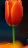 📱綺麗な赤いチューリップの花 ZenFone 7 Pro 壁紙・待ち受け