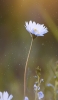 📱茎の長い白い花 Xperia 10 II 壁紙・待ち受け