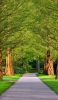 📱綺麗な緑豊かな公園 ZenFone 7 Pro 壁紙・待ち受け