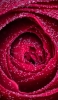 📱小さな水滴がついた赤い薔薇 Galaxy S21 5G 壁紙・待ち受け