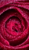 📱小さな水滴がついた赤い薔薇 Galaxy A32 5G 壁紙・待ち受け