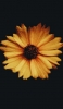 📱花びらの多い黄色の花 ZenFone Max Pro (M2) 壁紙・待ち受け