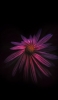 📱綺麗なピンクの花 暗闇 Xperia 5 II 壁紙・待ち受け