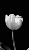 📱黒の背景 白い花 OPPO A73 壁紙・待ち受け