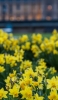 📱可愛い黄色い花 ボヤけた背景 ZenFone Max Pro (M2) 壁紙・待ち受け