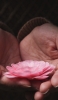 📱掌の上のピンクの花 HUAWEI P20 lite 壁紙・待ち受け