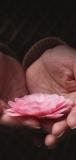 📱掌の上のピンクの花 AQUOS sense4 壁紙・待ち受け