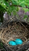 📱鳥の巣 2つの青い鳥の卵 ZenFone Max Pro (M2) 壁紙・待ち受け
