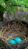 📱鳥の巣 2つの青い鳥の卵 Rakuten Hand 5G 壁紙・待ち受け