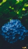 📱綺麗な青い紫陽花 OPPO A5 2020 壁紙・待ち受け