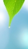 📱水滴が滴り落ちそうな緑の葉 Xperia 5 壁紙・待ち受け