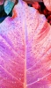 📱沢山の水滴がついたピンクの大きな葉 arrows M05 壁紙・待ち受け