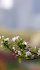 📱小さい・可愛い白い花 Redmi Note 9S 壁紙・待ち受け