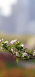 📱小さい・可愛い白い花 Redmi Note 9S 壁紙・待ち受け