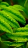📱水滴のついた綺麗な緑の葉 ZenFone 7 Pro 壁紙・待ち受け