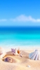 📱砂浜の綺麗な貝殻と青空 iPhone 13 Pro 壁紙・待ち受け