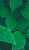 📱画面いっぱいの綺麗な緑の葉 Galaxy S21 5G 壁紙・待ち受け