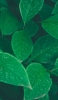 📱画面いっぱいの綺麗な緑の葉 OPPO A5 2020 壁紙・待ち受け