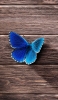 📱木の板の上の綺麗な青い蝶 ZenFone 7 Pro 壁紙・待ち受け